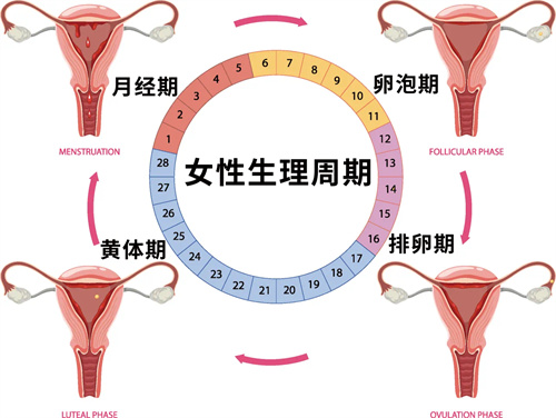 试管婴儿移植之前，子宫内膜的标准是什么？