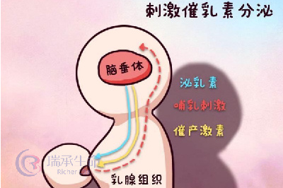 高泌乳素血症更容易发生黄体功能不足吗？对做试管有什么影响