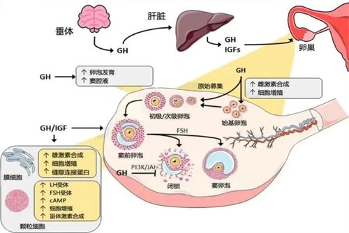女性排卵障碍，试管婴儿前需做哪些基础检查？
