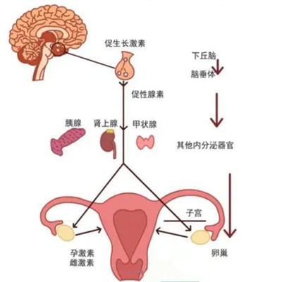 为什么压力大、甲状腺不好，月经会“离家出走”？揭秘身体里的“内分泌协作网”