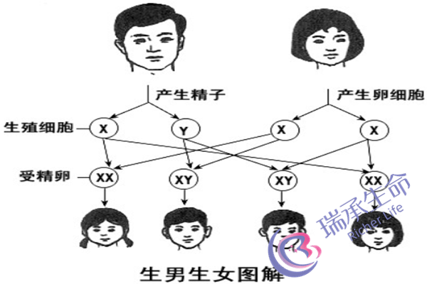 宫腔镜通水后多久怀孕？来看看科学时间