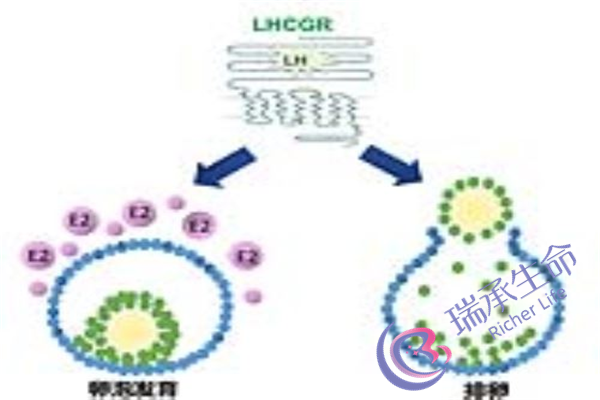 深圳高龄试管成功经验？影响试管失败最多的因素是什么？