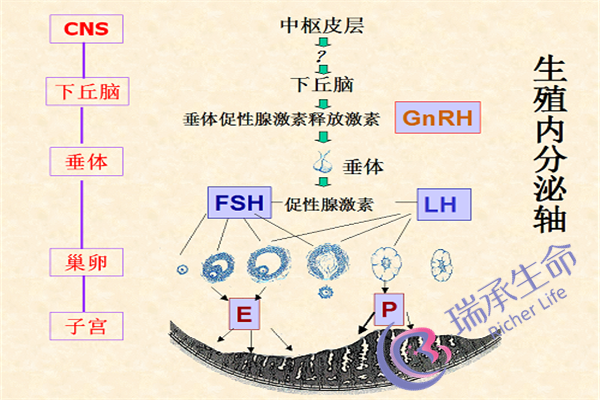 卵巢早衰可以移植吗？一般该怎么治疗？