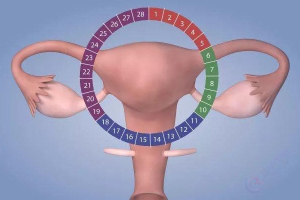 子宫内膜的厚与薄，对试管婴儿成功率有什么影响？