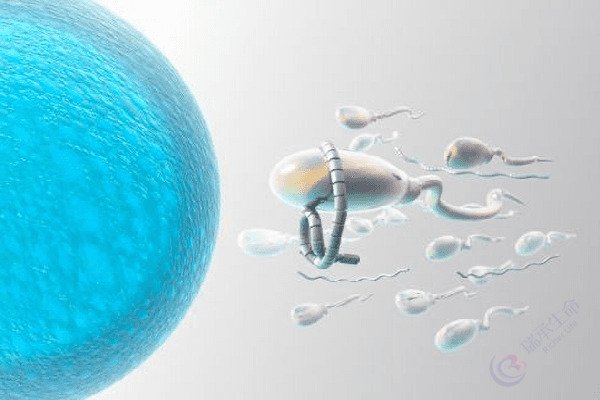抗精子抗体呈阳性，能否踏上试管婴儿助孕之路？
