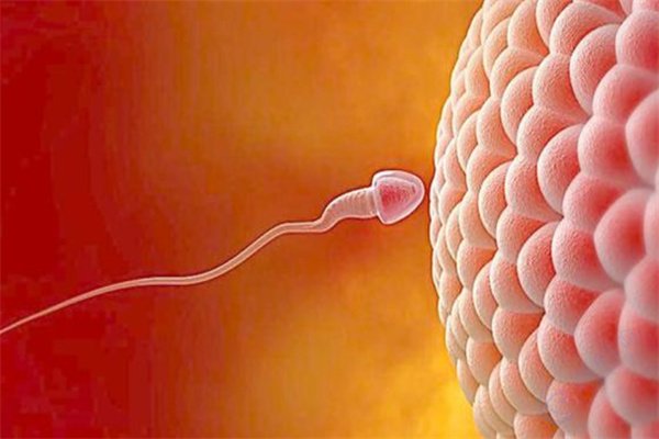 精子卵子“相排斥”？做试管婴儿如何突破屏障实现好孕？