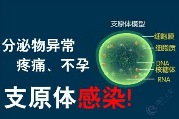 支原体感染后能否做试管婴儿？如何筑牢好孕防线？