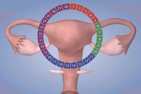 子宫内膜厚度：土壤的“深度”如何影响生命的扎根？