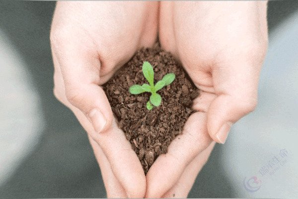 子宫内膜厚度：试管婴儿成功的“土壤”密码与四步应对策略