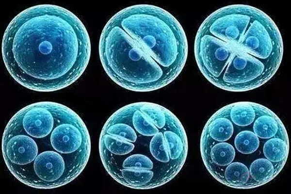 试管婴儿：关于胚胎的体外蜕变，5-6天为何是关键期？