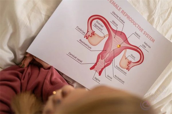 一文看懂：子宫内膜厚度与试管移植成功率的关系，别让好胚胎栽在“土壤”上！