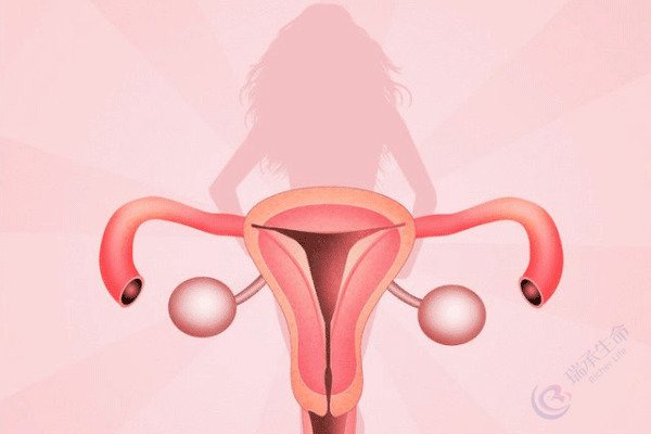 做试管前如何增强卵巢功能、提高获卵率？这份“黄金90天”养卵指南请收好！