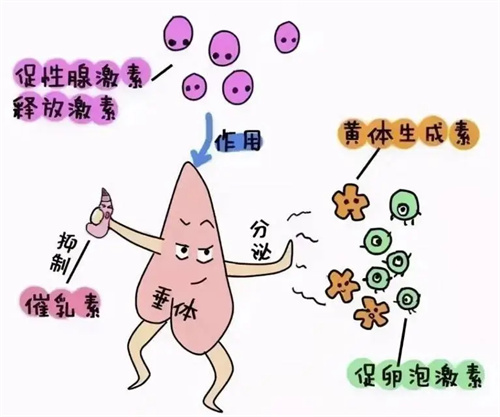 试管婴儿科普:黄体酮在周期中的重要意义——这支“保胎针”,是胚胎着床前后的胜负手