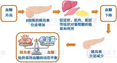胰岛素抵抗是怎么一回事?为何很多不孕症和它有关!