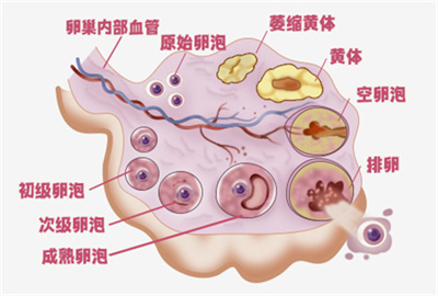 试管婴儿之路:孕激素不足的困扰与解析