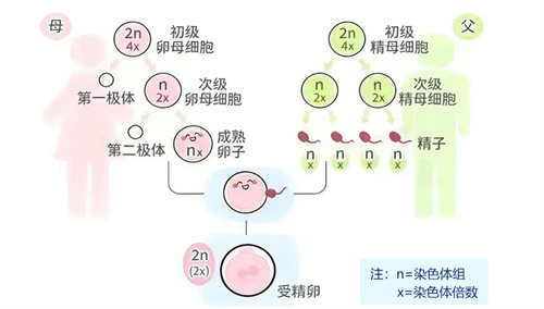 高龄做试管,PGT-A能为染色体异常“划上句号”吗?