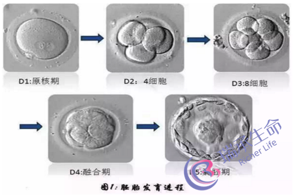 子宫肌瘤引起月经过多怎么办？子宫肌瘤都有哪些症状？