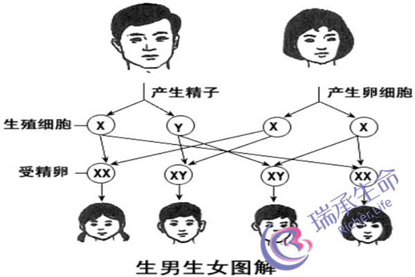 40岁女人卵巢早衰的原因是什么？为什么会出现卵巢早衰？