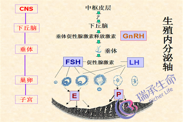 子宫畸形能生孩子吗？子宫畸形会有哪些影响？